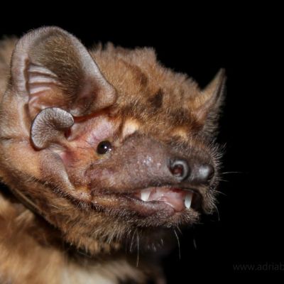 Gece Avcısının Sırrı: 25 Yıl Sonra Kuş Yiyen Yarasanın Gizemi Çözüldü