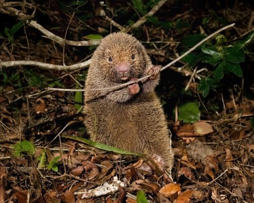 Yeni Gine Dağlarında “Kayıp” Sıçan Yeniden Görüldü