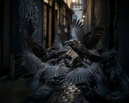 Hafızaları Sandığınızdan Çok Daha Güçlü: Kargalar Kendilerine Yapılan Kötülüğü 17 Yıl Boyunca Unutmuyor