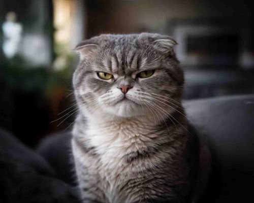 Bilim İnsanları Açıkladı: Araştırmalarda: Kedilerin Sahiplerine Duygusal Olarak Bağımlı Olmadığı Ortaya Çıktı!