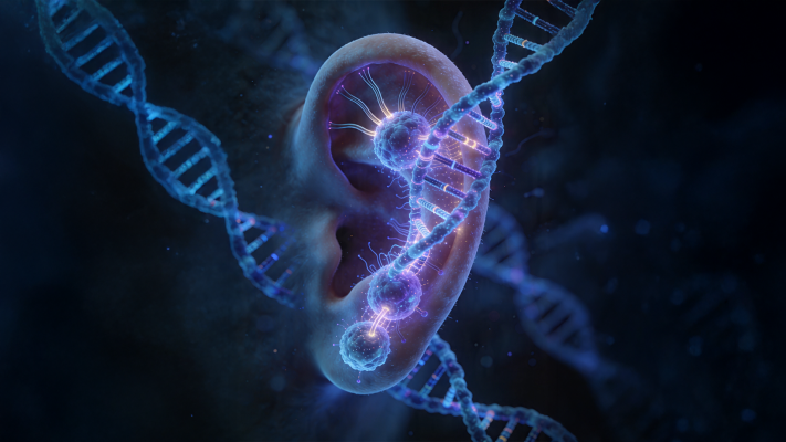 Genetik Mühendisliğinde Devrim: İşitme Kaybı Artık Biyolojik Olarak Yeniden Yazılıyor