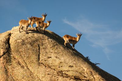 Dağ Keçisi Avcılığı