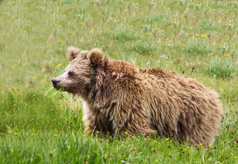 himalayan-brown-bear-pakistan