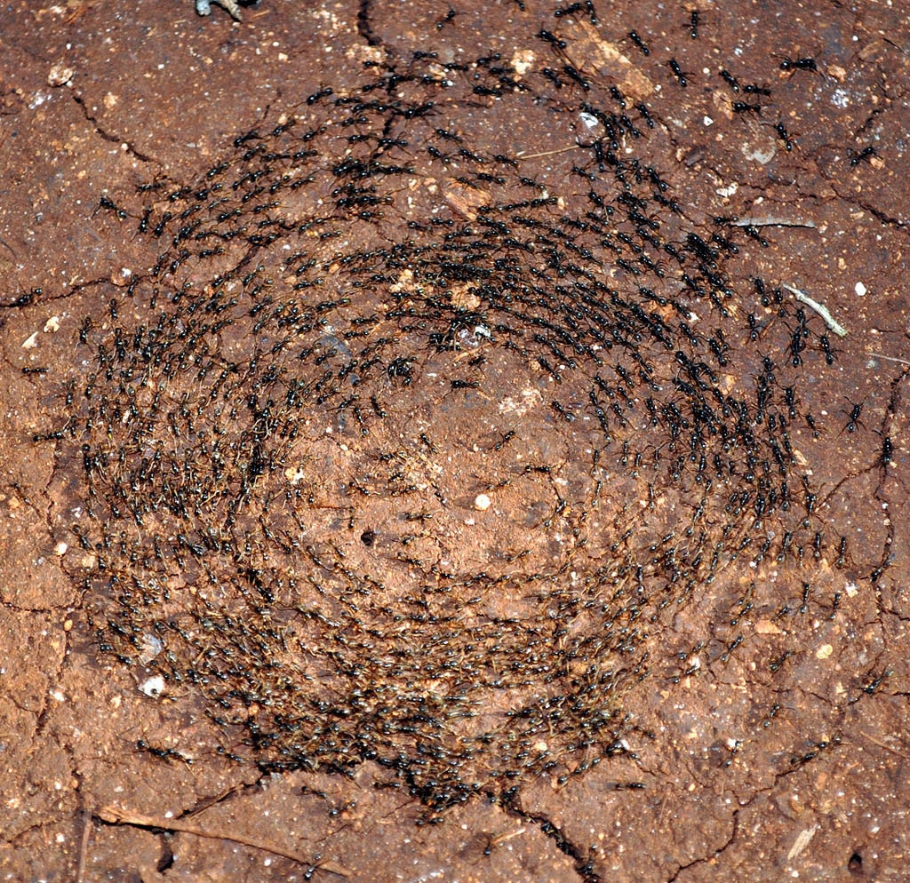 Karıncalar neden ölüm yürüyüşüne çıkar?