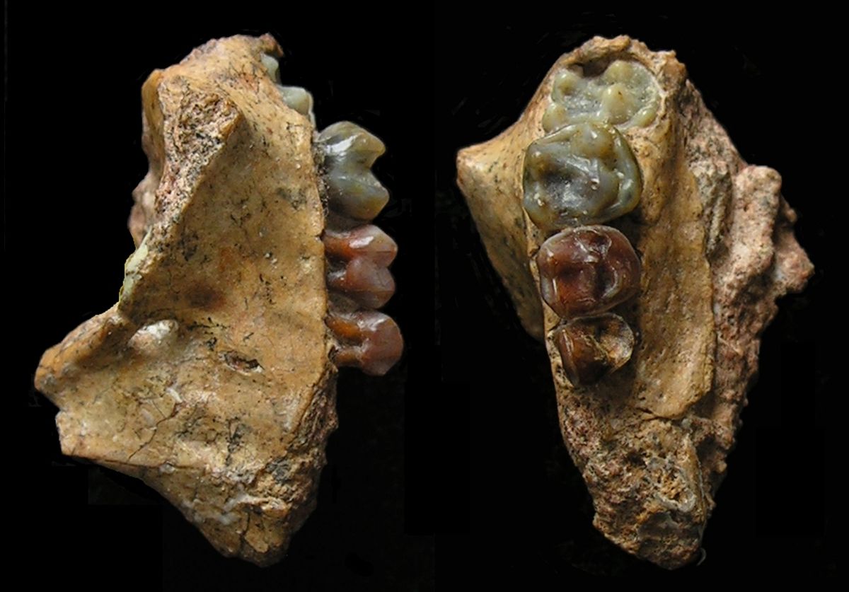 upper-jaw-of-the-infant-of-yuanmoupithecus-scaled