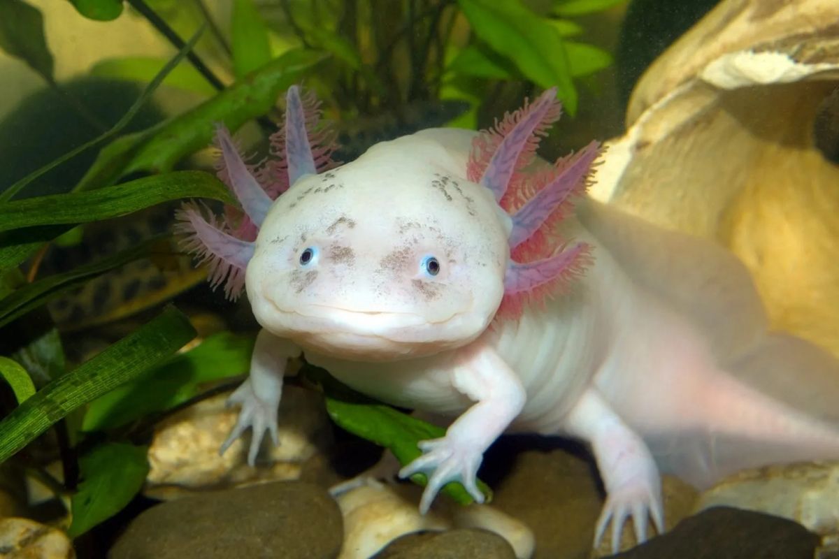 axolotl-salamander-1536x1024