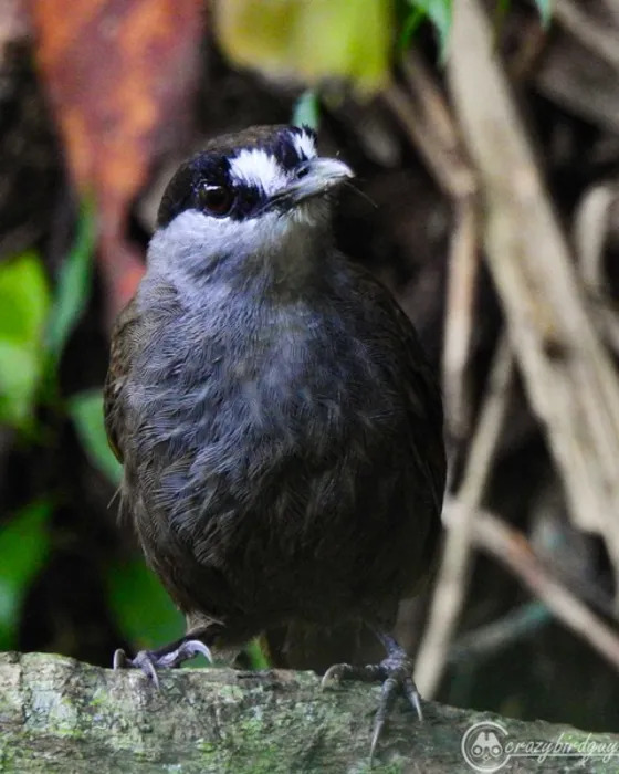 black-browned-babbler