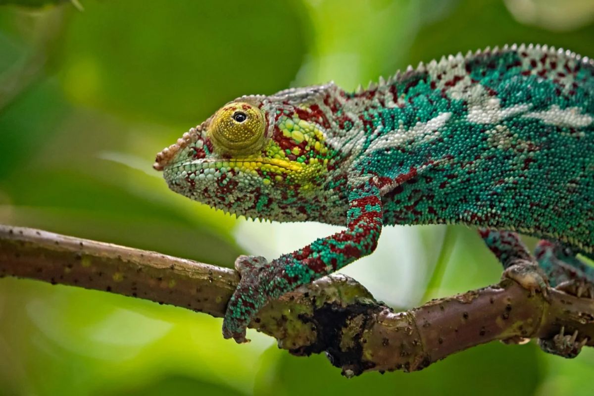 chameleon-on-branch-1536x1024