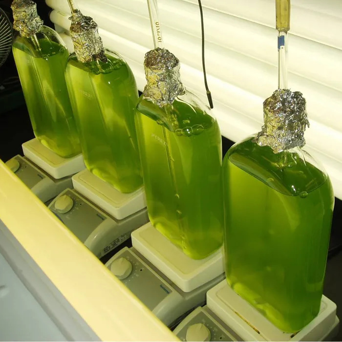 green-algae-chlamydomonas-reinhardtii