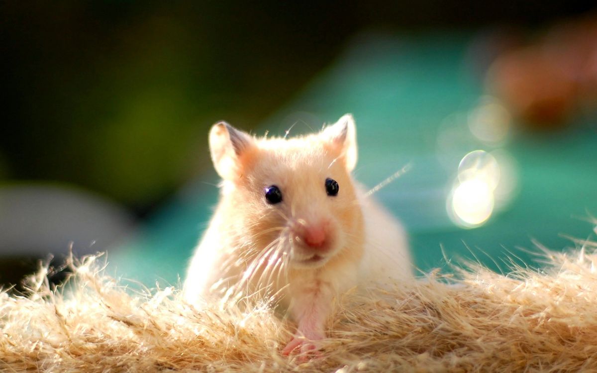 Hamsterlar genetikleri değiştirilince agresifleşip saldırganlaştılar 