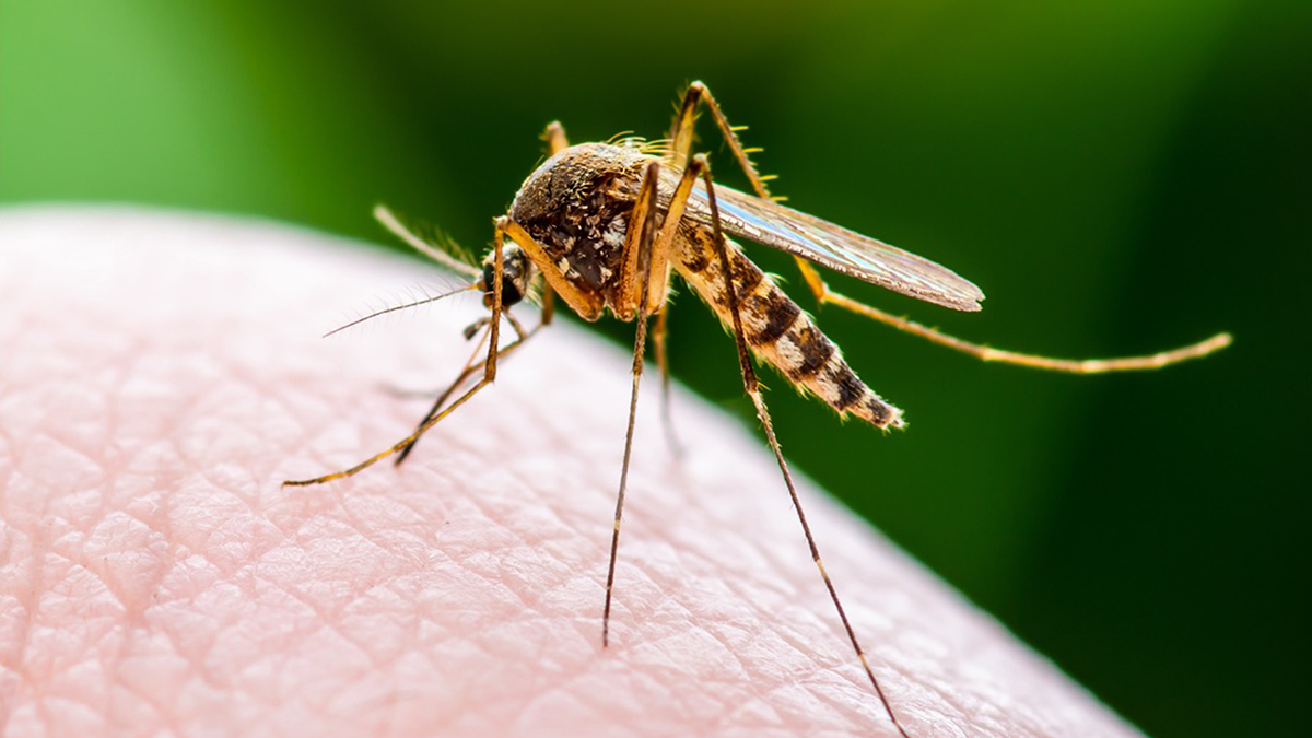 Sivrisinekler İçin Ne Kadar Çekicisiniz?