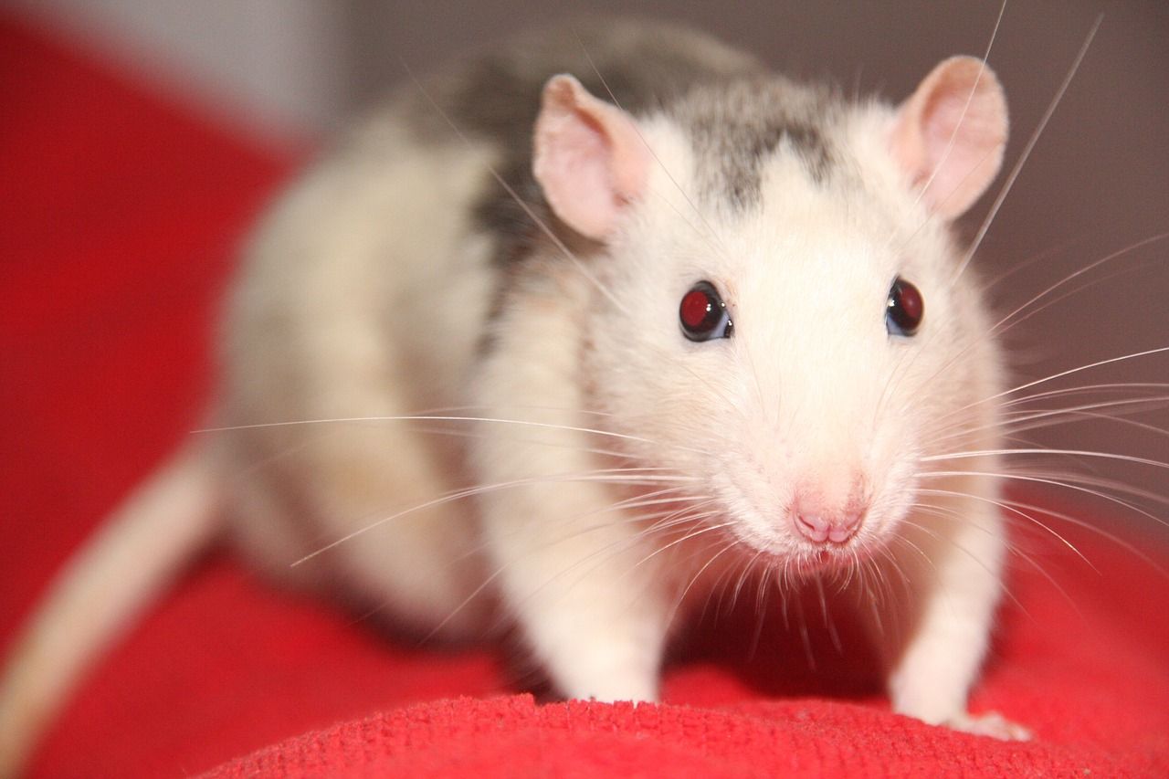 Sıçanlar da İnsanlar Gibi Hayal Edebiliyor! - Hayvanlar Alemi