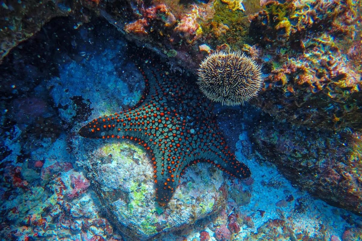 starfish-underwater-1536x1024