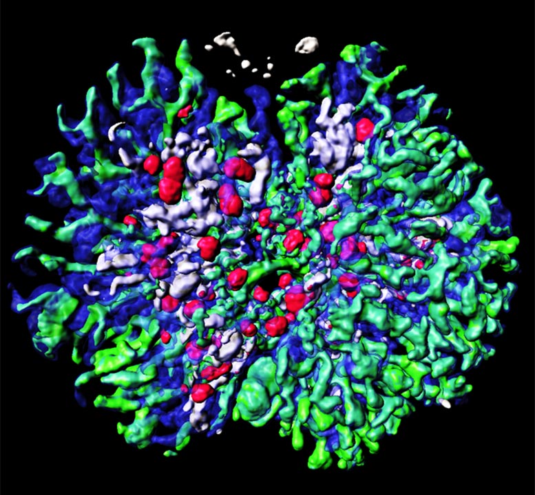 3d-kidney-structures-generated-from-cultured-mouse-embryonic-stem-cells