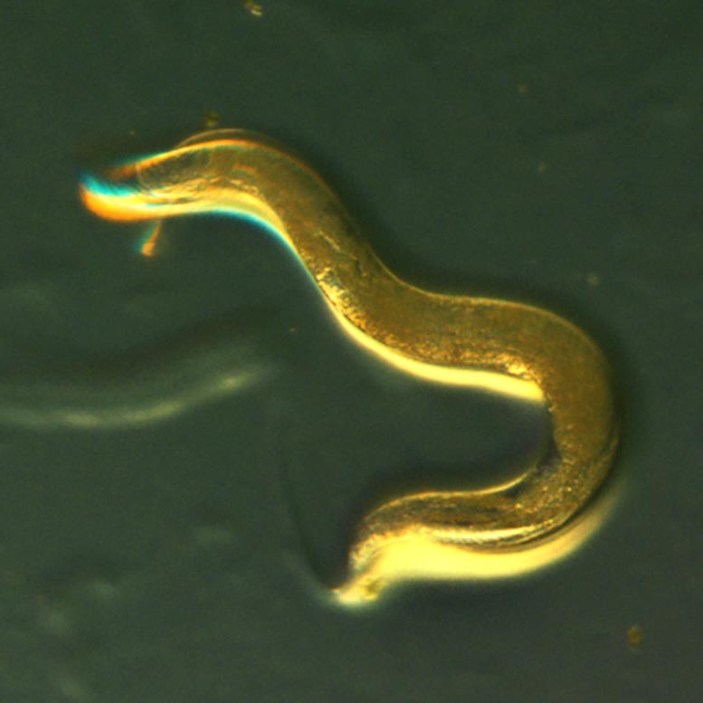 artemisia-scoparia-treated-worm