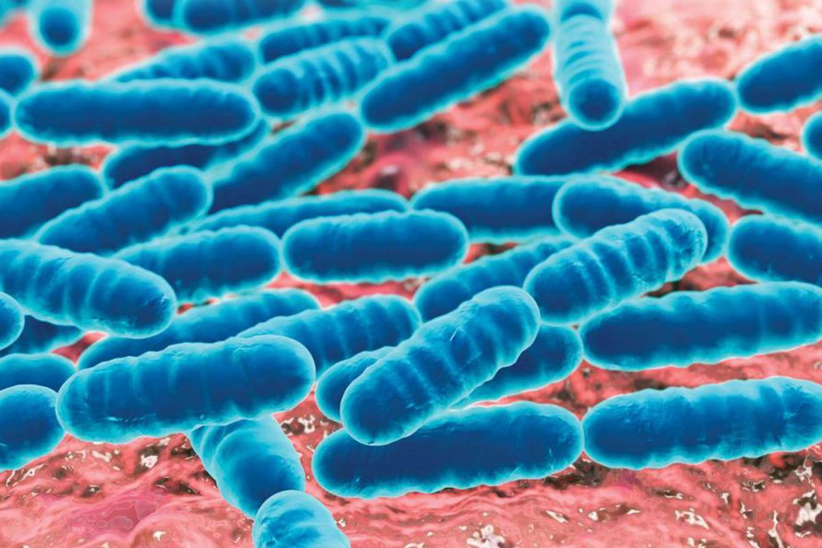 Genetik Bağırsak Mikrobiyomunun İşlevlerini Etkiliyor