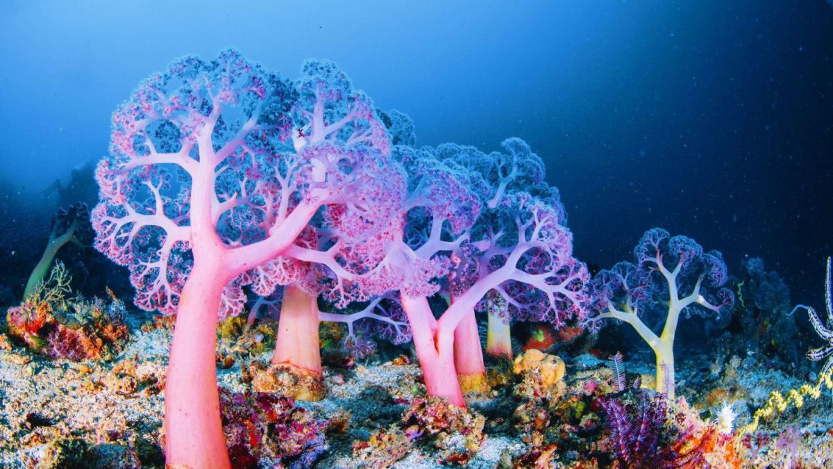 Mercan resifleri yok olma eşiğinde!