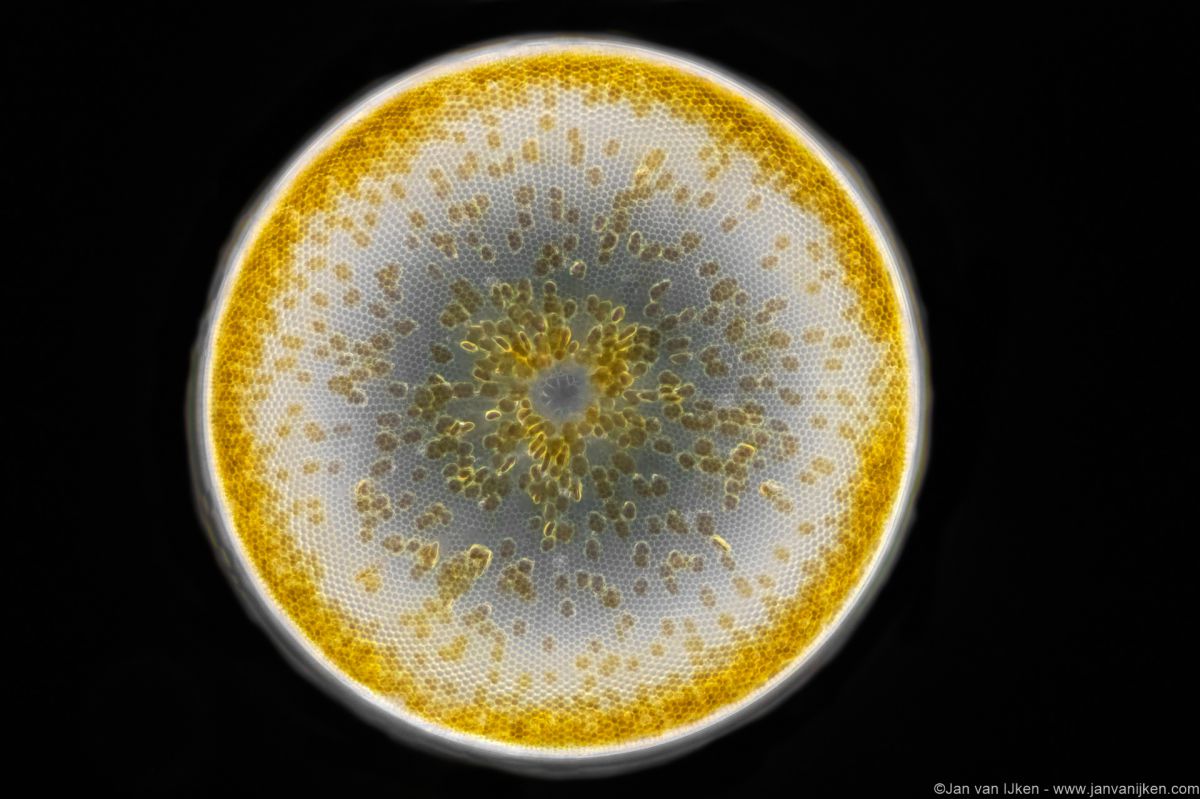 Mikroskobik dünyalara küçük bir dalış 