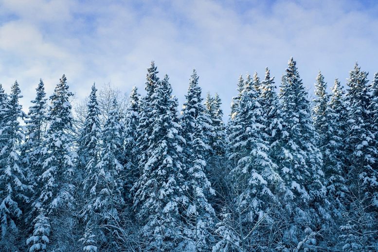 Dünyanın en soğuk ormanları iklim değişikliği nedeni ile kuzeye kayıyor