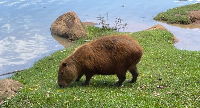 capybara-gut-microorganisms-777x420