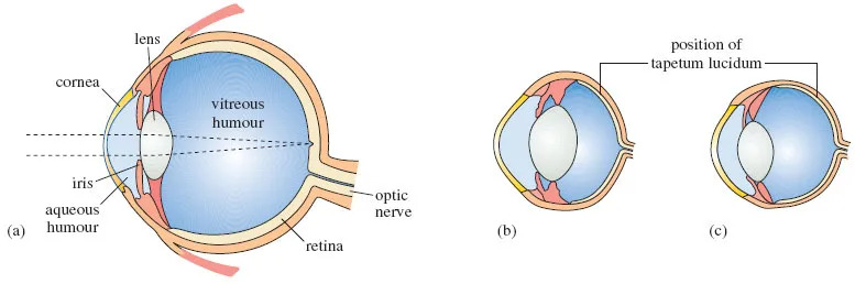 eye-tapetum-lucidum