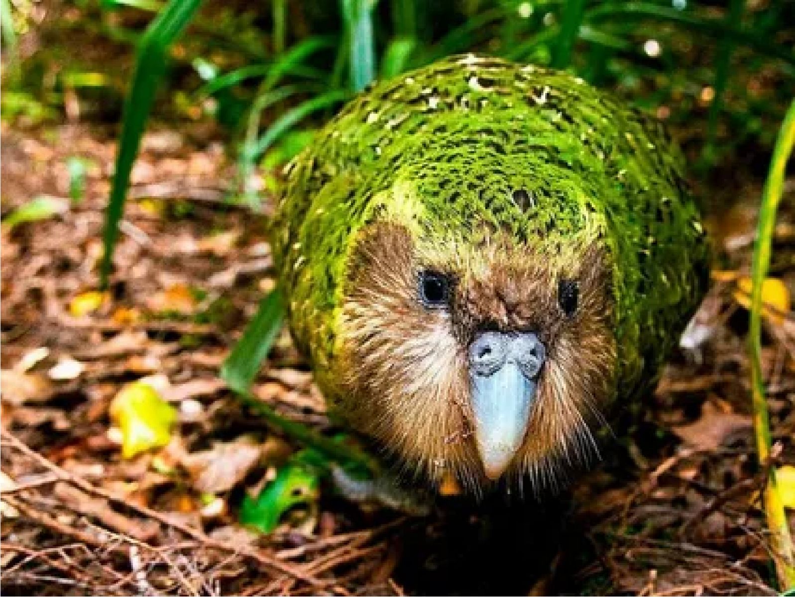 Kākāpōların Genetik Dizilimi: Hayatta Kalma ve Koruma için Yeni Bir Yaklaşım